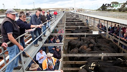 Quick trip around the weekly store sales: confidence from the buying gallery