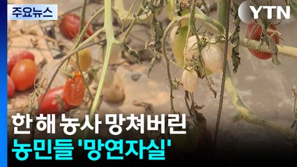 멜론·토마토 농가 비 피해 '눈덩이'...이 시각 전남 담양 / YTN