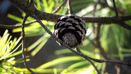 Rüyada Kozalak Görmek Hayra mı Yorulur? | İslami ve Psikolojik Bakış