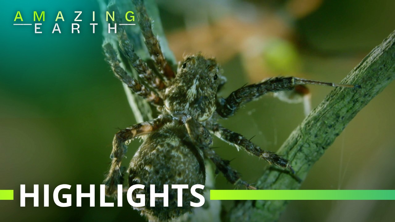 Amazing Earth: How the Portia Spider silently lures its prey!