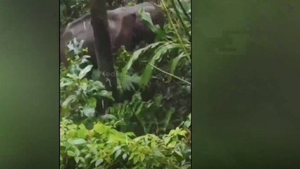 കുറ്റ്യാടി ചൂരണിയിൽ ജനവാസ മേഖലയിൽ കാട്ടാന...ആനയെ പിടികൂടാൻ വനപാലകർ എത്തുന്നില്ലെന്ന് നാട്ടുകാർ
