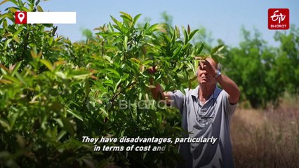'Garden Of Eden': Albania Eyes Up Growing Exotic Fruit For Europe