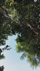 My Village in sindh ❤ #maxrecords #larkana #sindh #pakistan