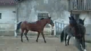 chevaux galopant