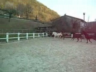 chevaux galopant
