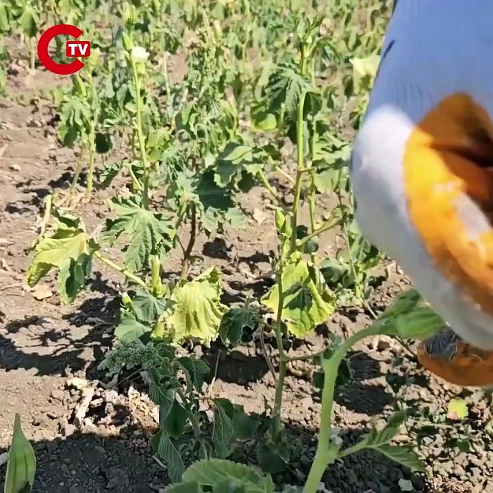 Keşan'ın yeşil altını: Hasadı zorlu ve insan gücüne dayalı