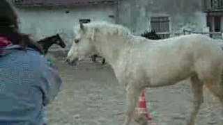 chevaux galopant (++diabolo)
