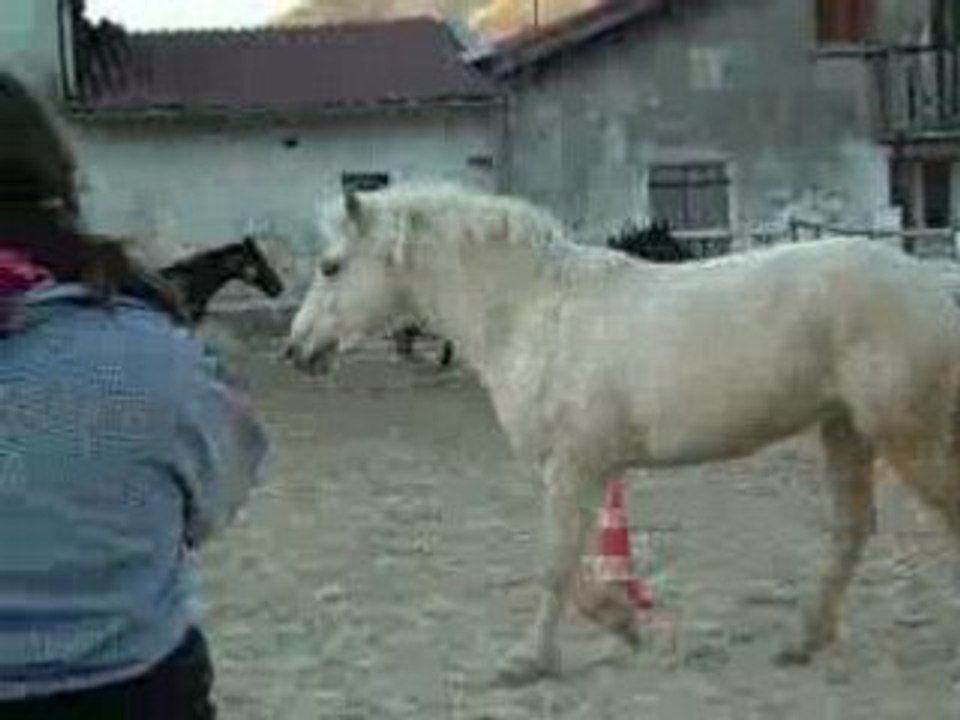 chevaux galopant (++diabolo)