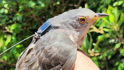 철새 두견이는 아프리카까지 난다...이동 경로 첫 확인 / YTN