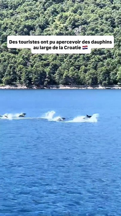 Quand tu croises des Dauphins en Croatie 🇭🇷