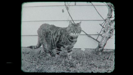 Retro Film-making - Fomapan 100 Negative Standard-8mm