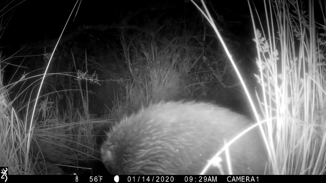 A newly born Beaver Kit at Helman Tor, near Bodmin, nuzzles its mother in footage captured by the Cornwall Wildlife Trust.