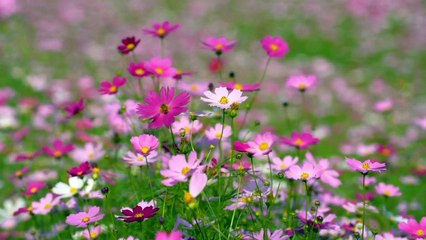 বাংলা চটি গল্প ।। #গল্প 01