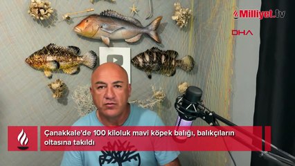 Yer: Çanakkale! Balıkçıların oltasını kopardı: ‘Dünyanın en vahşi üçüncü köpek balığı’