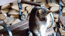 What do cats do after dinner?  🐾🧼 #funnycats #cats #shorts