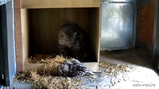 Un cucciolo di leopardo delle nevi è nato allo zoo di Chester
