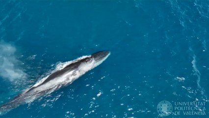 Avistan más de un centenar de ballenas rorcuales en las costas de Denia (Alicante)