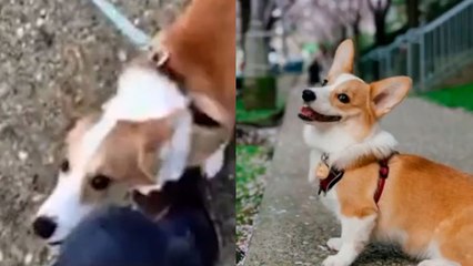 Se acerca un perro en la calle, pide hacer fotos y todo acaba con "el vídeo más feliz de Internet"