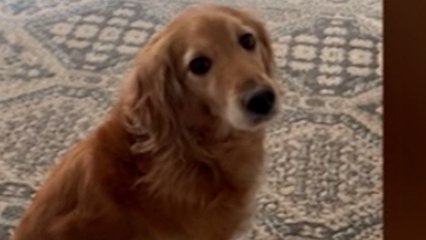 La reacción de este Golden Retriever cuando su dueña estornuda está a otro nivel: "Como si tuviera la plaga