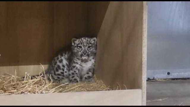 Un cucciolo di leopardo delle nevi è nato allo zoo di Chester