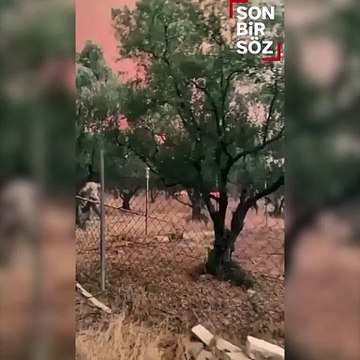 Sakarya yangınında alevlerin arasında kaldılar! 'Baba' feryadı yürek dağladı