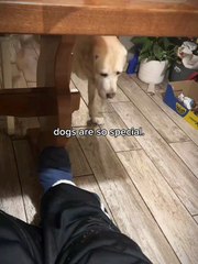 dog's are so Special 😍