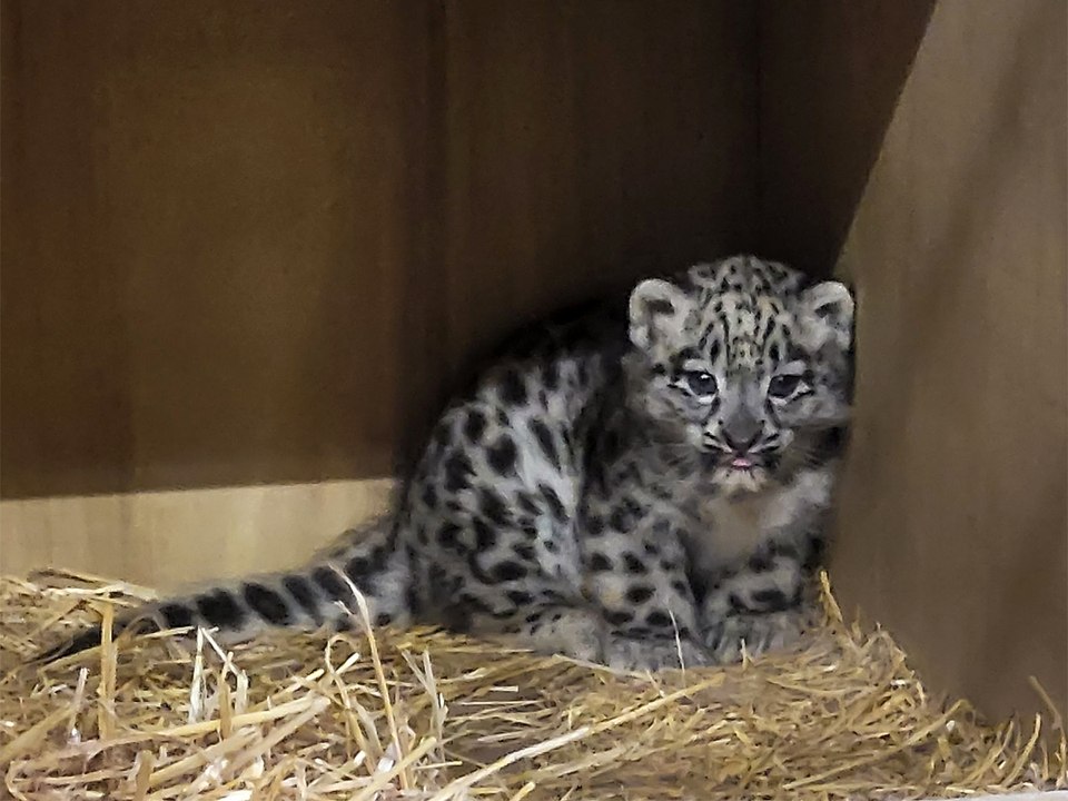 Snow Leopard cub born at Chester Zoo for first time in 94 years