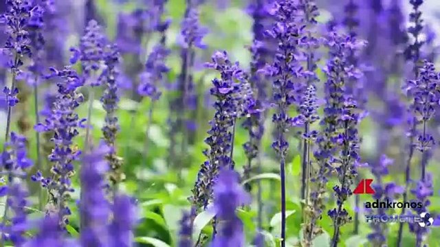 La Via dell’Essenza, percorsi slow all’Isola d’Elba