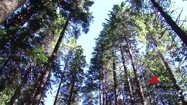 Incendi boschivi, foreste più resilienti con la gestione attiva