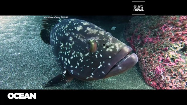 Huellas en la arena, no en el mar: las islas atlánticas demuestran que el ecoturismo ayuda al océano