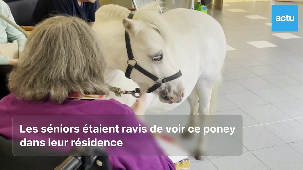 Un poney à l'Ehpad de Bernay