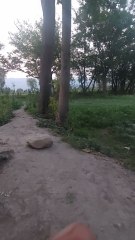 natural beauty of green trees and bird's world hangu kpk Pakistan