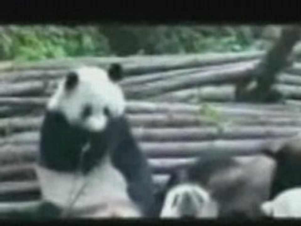 Video da ridere...