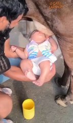 Pai coloca bebê para tomar leite direto de vaca e gera polêmica em redes sociais