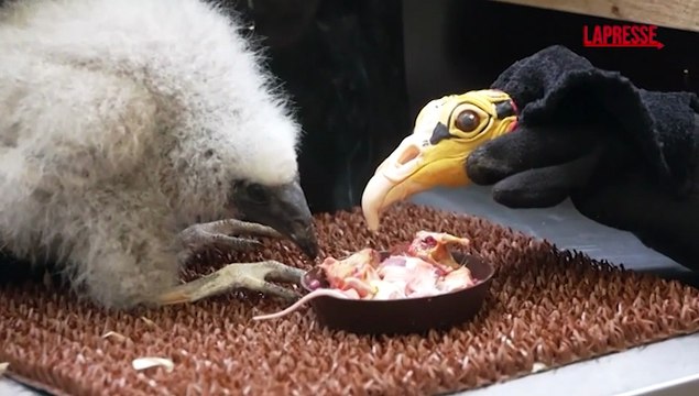 Praga, i guardiani dello zoo diventano burattinai per dei cuccioli di avvoltoio orfani: le immagini