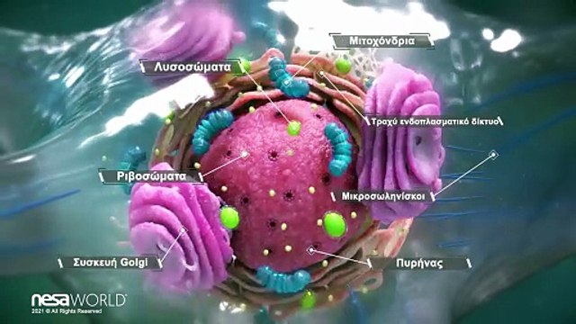 NESA - Neuron Video Greek
