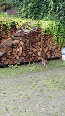 Thunder? Rain? Nope! I’m Out! ⚡🐾 This funny cat will make you laugh! #funny #funnycats #cats #shorts