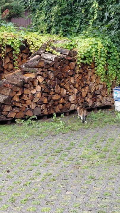 Thunder? Rain? Nope! I’m Out! ⚡🐾 This funny cat will make you laugh! #funny #funnycats #cats #shorts