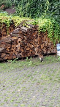Thunder? Rain? Nope! I’m Out! ⚡🐾 This funny cat will make you laugh! #funny #funnycats #cats #shorts