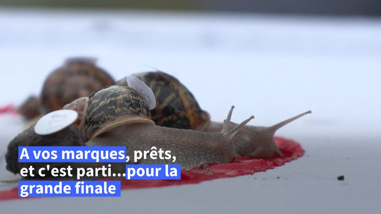 Les Championnats du monde de courses d'escargots se sont déroulés au Royaume-Uni