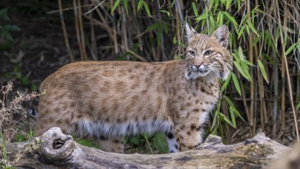 Kent Animal Park Rescues 23 Big Cats from Euthanasia 🐾