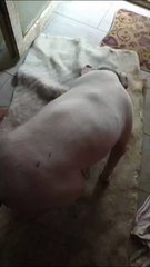 Uno dei cani "liberato" e salvato dalla Lav