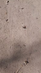 ¿Qué coño es esto, y qué le pasa?