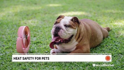 Protecting your pets from dangerous heat
