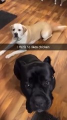 Silly Dog Eating Moments!