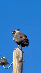 Increíble hallazgo: reapareció en Argentina el ave rapaz más poderosa de Sudamérica que está en peligro de extinción