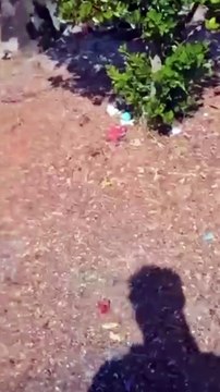 Pavia, la denuncia: Ecco in che condizioni versa il cimitero Maggiore