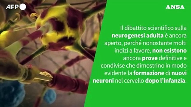 E' vero che nel cervello adulto non si formano piu' nuove cellule?