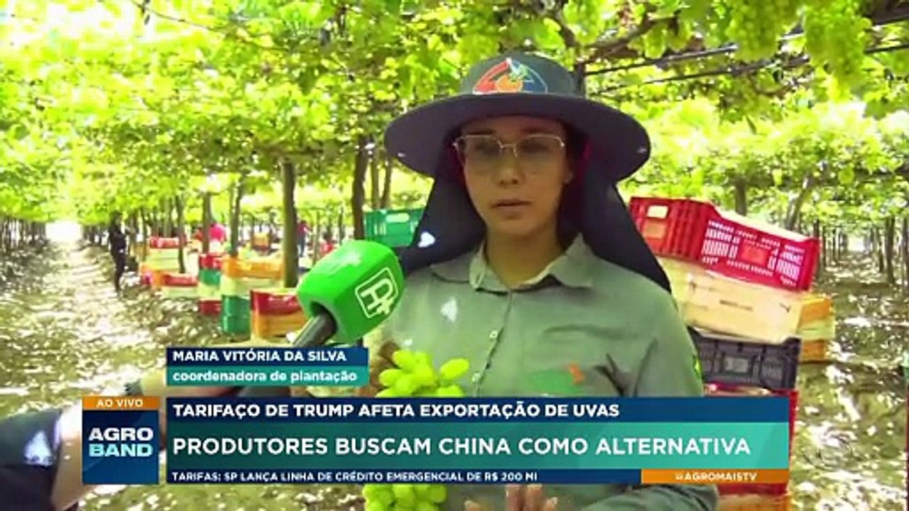 Exportações de uvas: produtores buscam China como alternativa