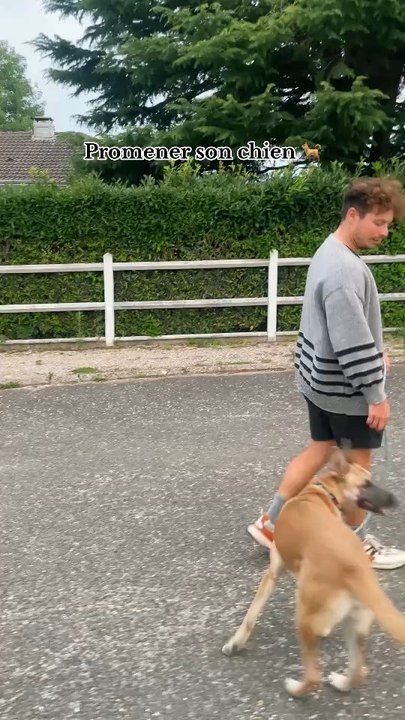 La nuance est subtile 🐶🐕
